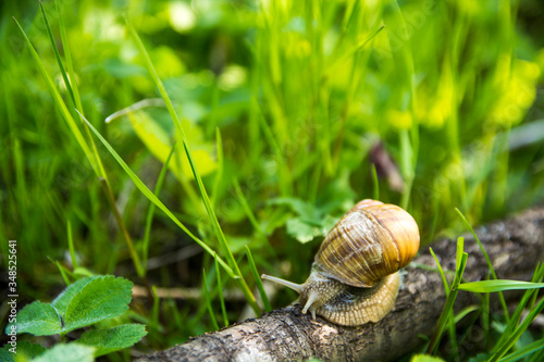 Macro photography of a snail on a tree branch snail on the leaf.snail on the leaf.