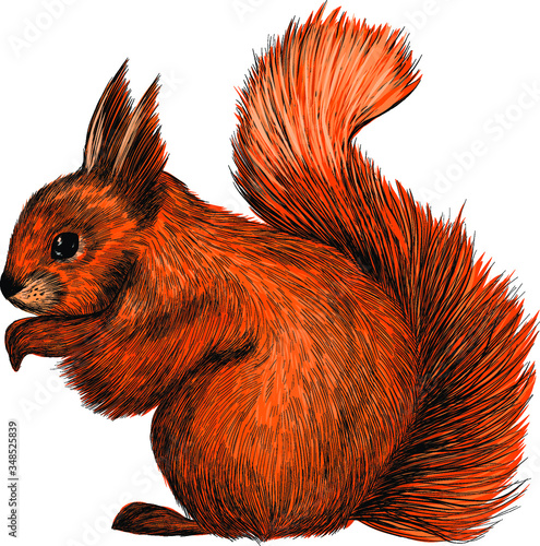 realistic orange squirrel with a fluffy tail