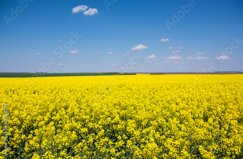 Yellow rapeseed field and blue sky. Agriculture.