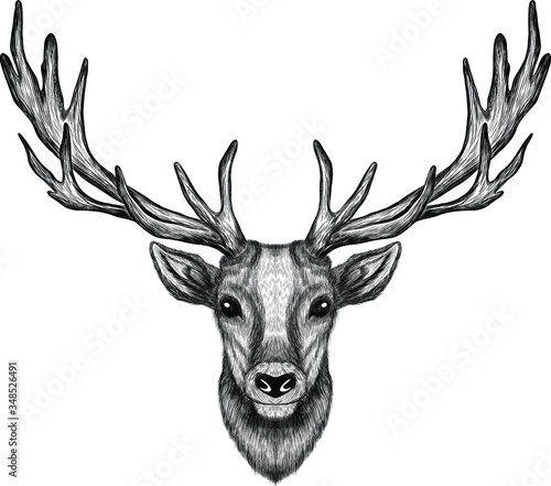 deer head with big horns sketch black and white