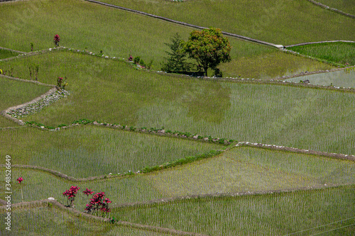 A detail to the Banaue rice terrace at hungduan rice terraces - ifugao