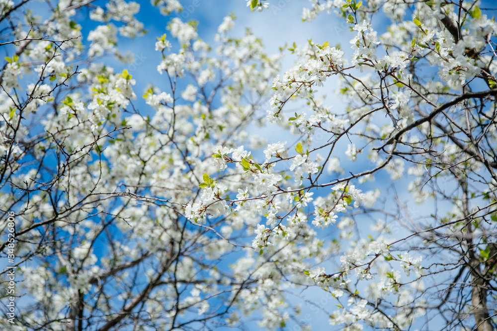 Blossom cherry branches on the blue sky with clouds background