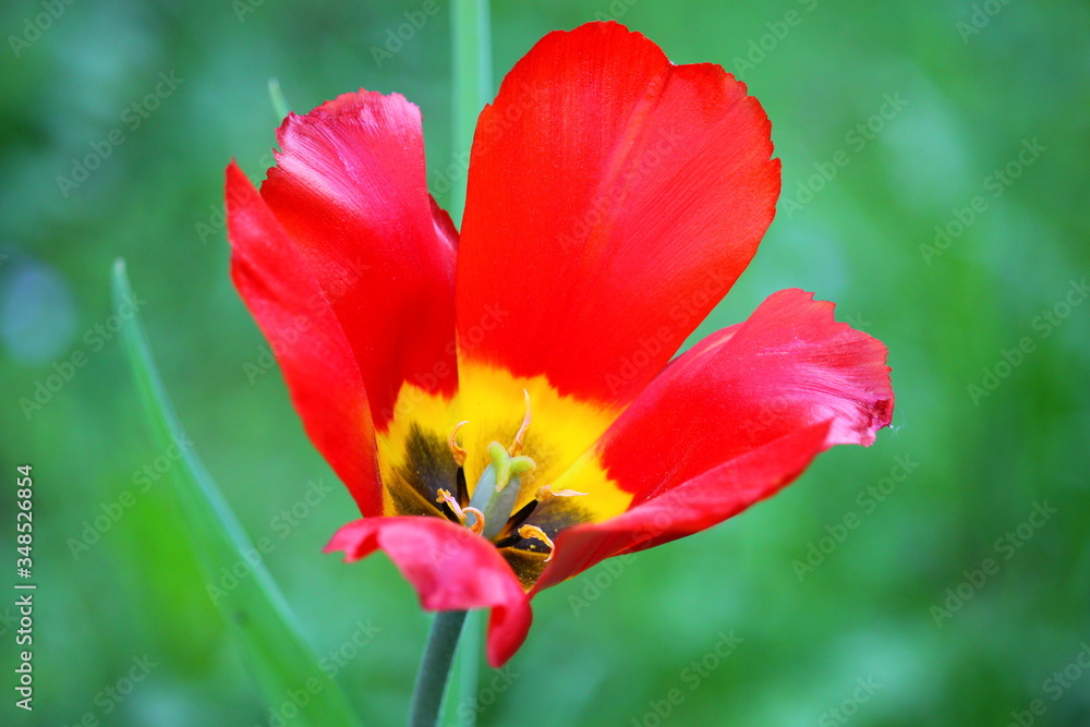 large opened red tulip with a yellow pestle
