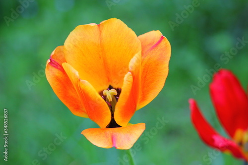 yellow-orange opened tulip in the flowerbed