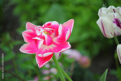 blooming tulip with pink-white petals