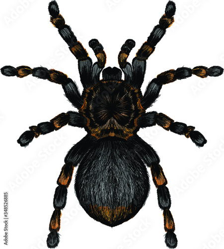 tarantula spider black brown orange