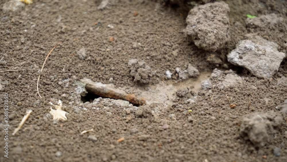 Ant trail close-up. An organized family working together. Ant trail close-up. An organized family working together.
