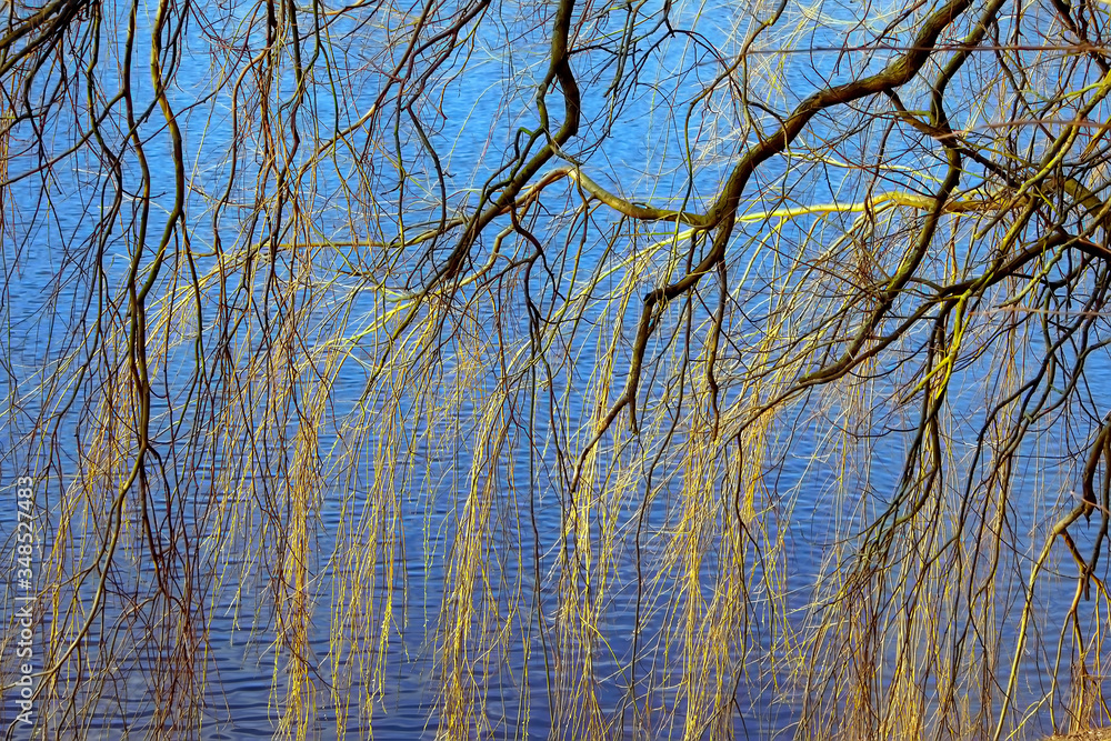 Spring tree branhes with water on background. Nature background with bright colors. Spring tree branhes with water on background. Nature background with bright colors.