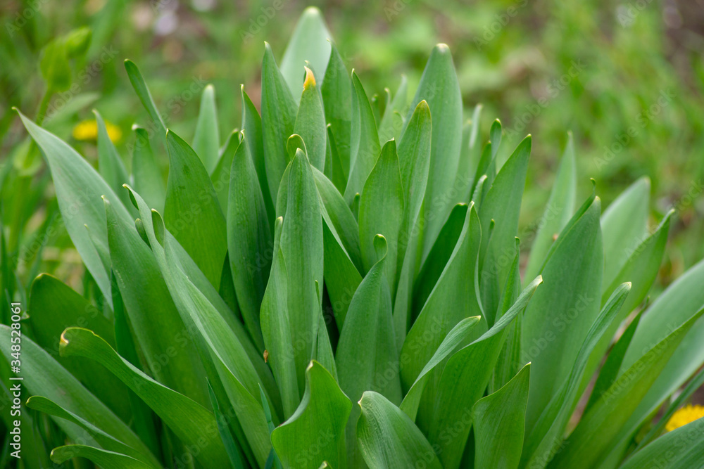 A green plant with large elongated leaves. A green plant with large elongated leaves.