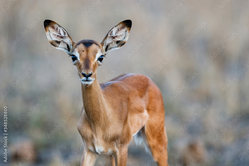 Young impala standing on the savanna in Kruger National Park in South Africa Young impala standing on the savanna in Kruger National Park in South Africa