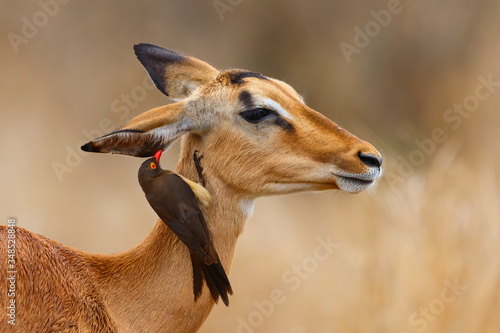 Impala female standing on the savanna with red billed oxpecker on her head  in Kruger National Park in South Africa photo