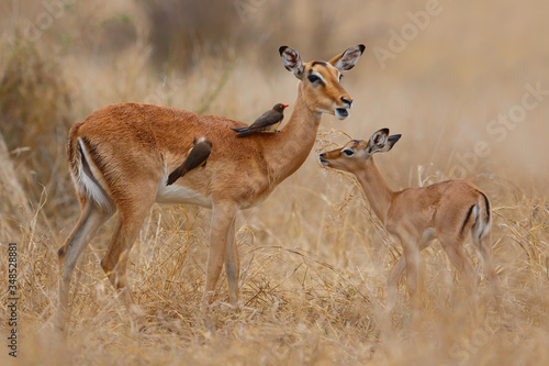 Impala female with her newborn calf standing on the savanna in Kruger National Park in South Africa
