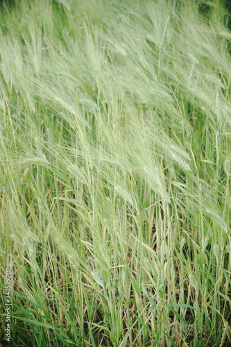 Fototapeta Naklejka Na Ścianę i Meble -  Wheat ears as background. Unripe grain. Harvest cereals.