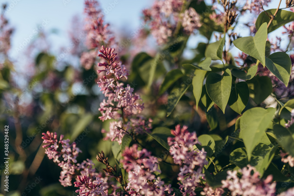 Spring blooming lilac tree flowers. Soft focus Spring blooming lilac tree flowers. Soft focus