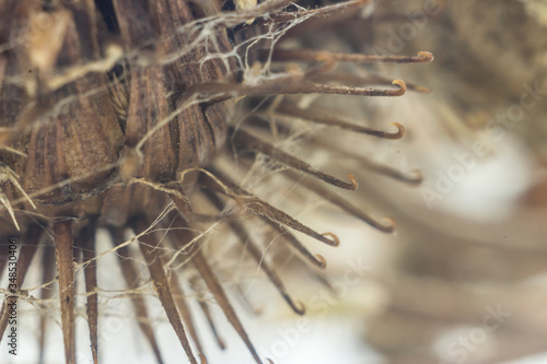 The heads of dry burdock and cobweb. Macro photo. An interesting abstract image for a site about plants, seasons, horror, insects.