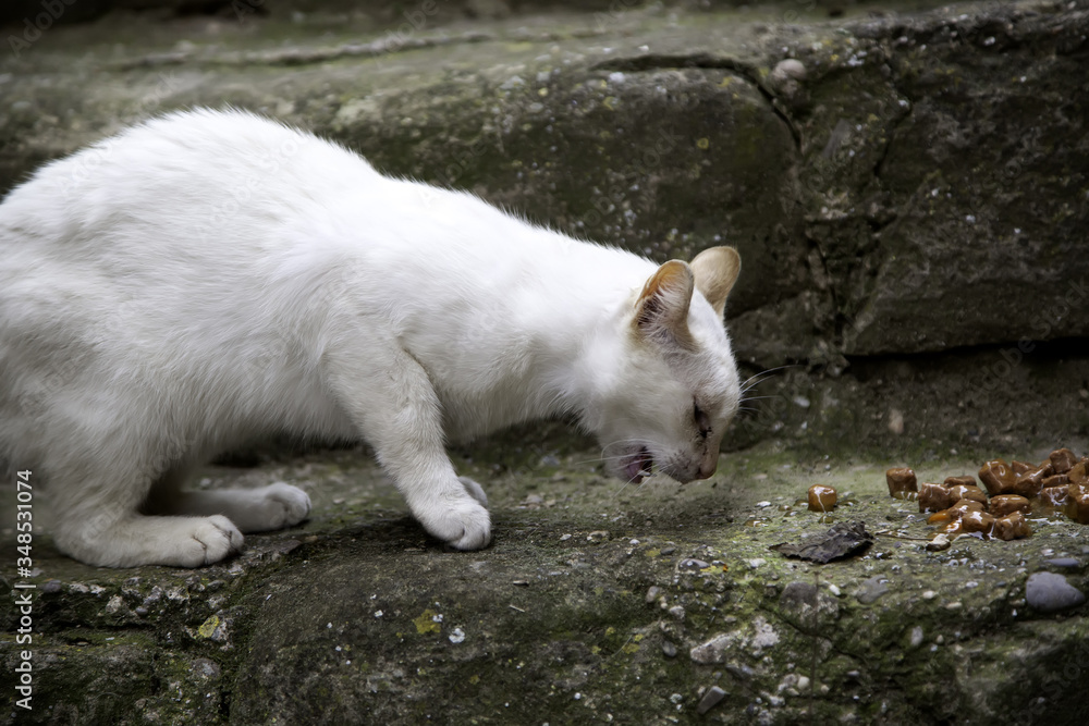 Fototapeta premium Abandoned white cat eating