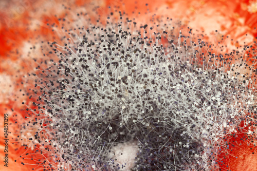 Canvas Print Fungus macro spores bunch with red surface background abstract wallpaper