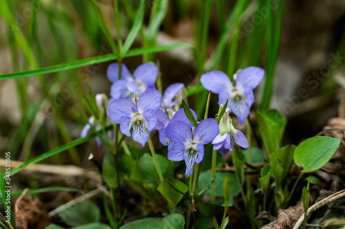 Flowers blue violets in the forest against a background of green grass in blurry focus