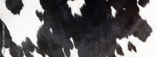 closeup of part black and white hide of spotted cow © ahavelaar