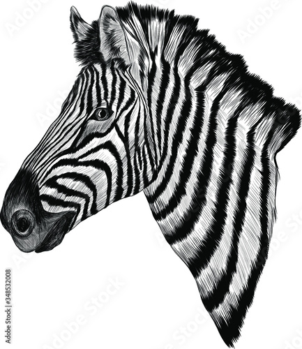 black and white sketch Zebra realism vector