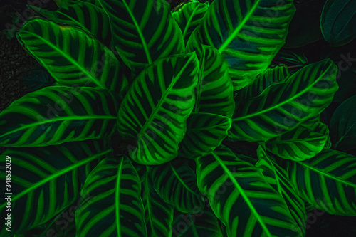 zebra plant
