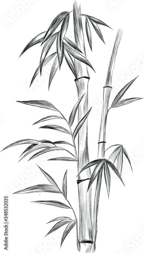 Asia bamboo black and white graphics