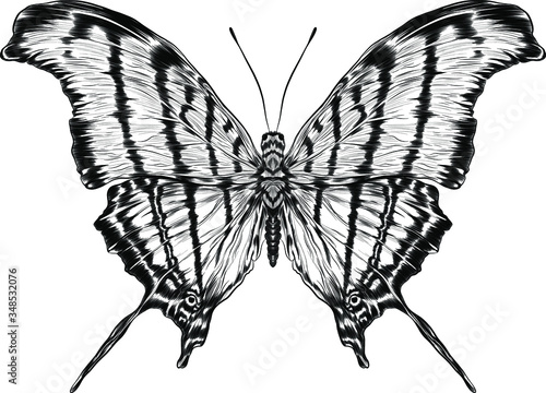 monarch butterfly black and white coloring