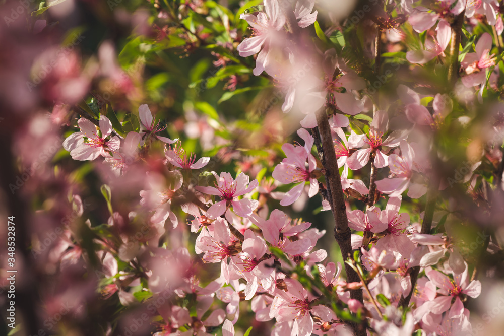 Blooming pink almonds close-up. Tender background. Blooming pink almonds close-up. Tender background.