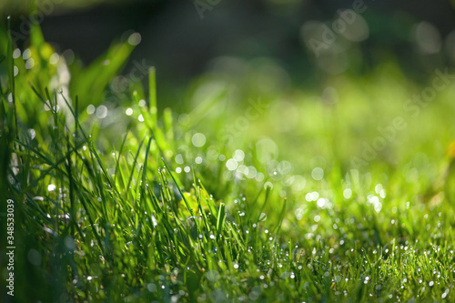 green grass with dew drops in shade rainy damp garden copy space ecology banner background