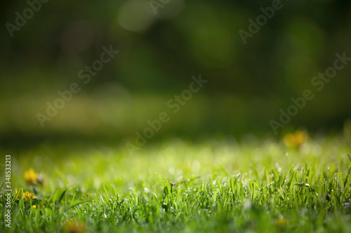 green grass with dew drops in shade rainy damp garden copy space ecology banner background
