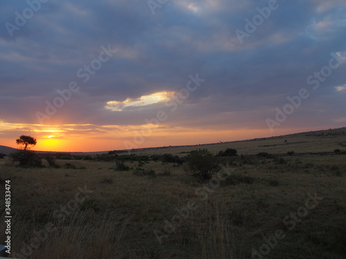 Beautiful sunset and elephant grazing and walking in the plains of Masai Mara National Reserve during a wildlife safari, Kenya