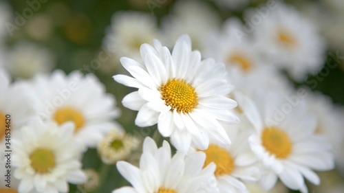 Close-up Of White Flowers Blooming Outdoors