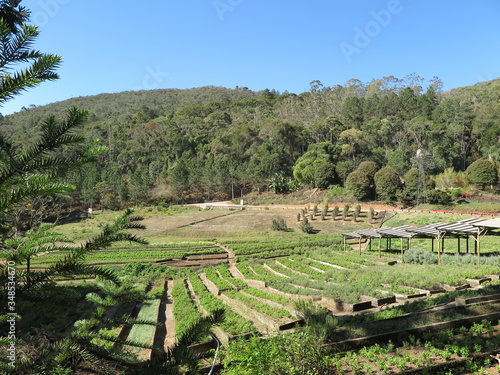 Herb and spice plantation farm surrounded by forest, Areal, Rio de Janeiro, Brazil
