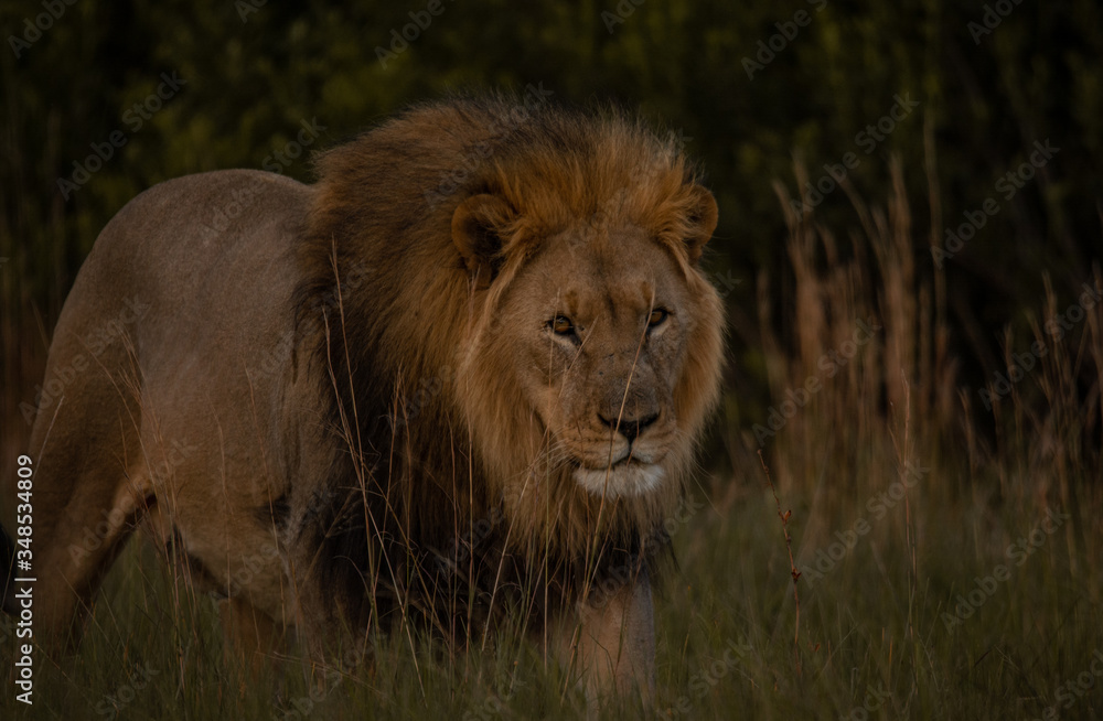 Big lion in high grass Big lion in high grass
