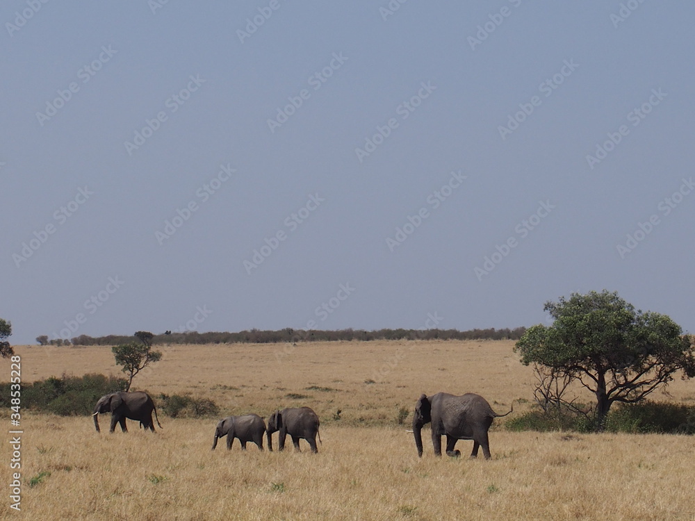Elephant grazing and walking in the plains of Masai Mara National Reserve during a wildlife safari, Kenya Elephant grazing and walking in the plains of Masai Mara National Reserve during a wildlife safari, Kenya