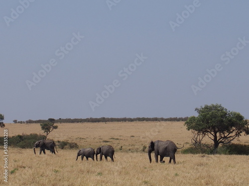 Elephant grazing and walking in the plains of Masai Mara National Reserve during a wildlife safari  Kenya