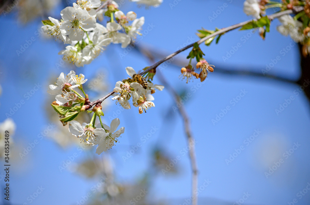 Honeybee (Anthophila) collecting nectar from a white cherry flower. Bee on cherry tree blossom. Blurred background Honeybee (Anthophila) collecting nectar from a white cherry flower. Bee on cherry tree blossom. Blurred background