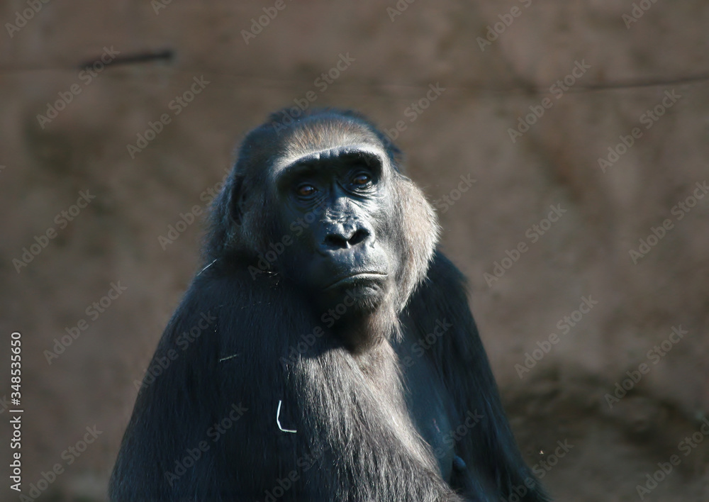 
portrait of a chimpanzee
