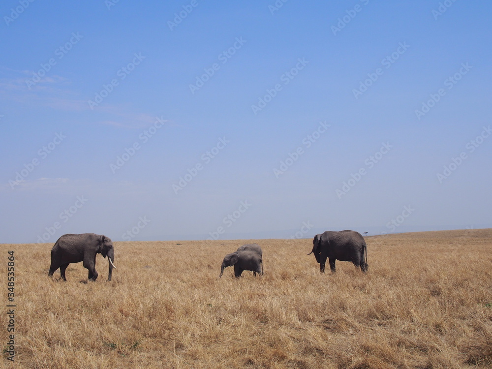Elephant grazing and walking in the plains of Masai Mara National Reserve during a wildlife safari, Kenya Elephant grazing and walking in the plains of Masai Mara National Reserve during a wildlife safari, Kenya