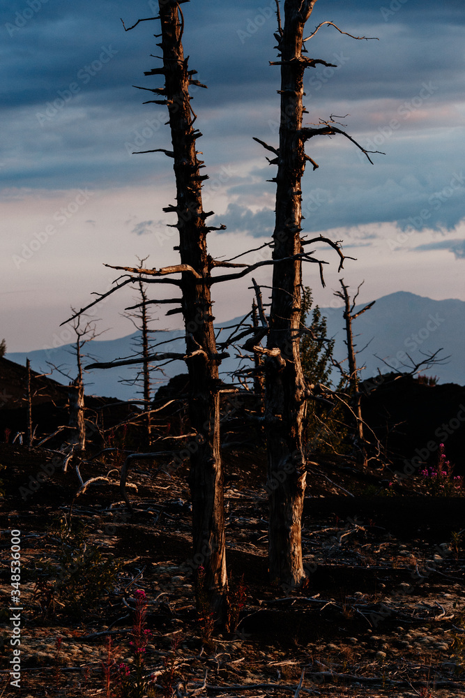 Dead Forest Near Plosky Tolbachik Volcano