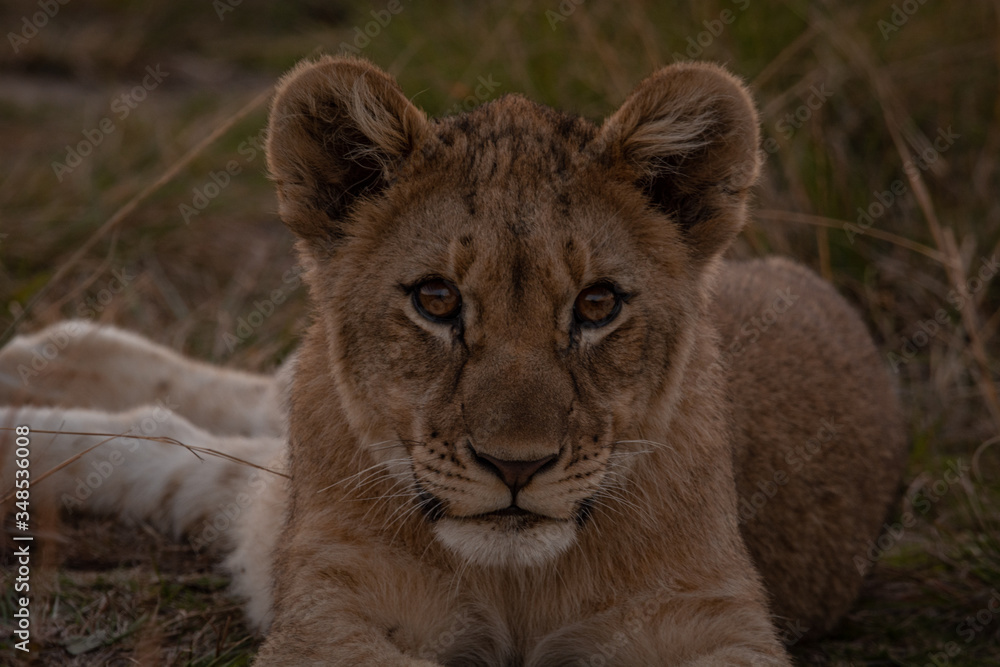 Cute lion cub South Africa Cute lion cub South Africa
