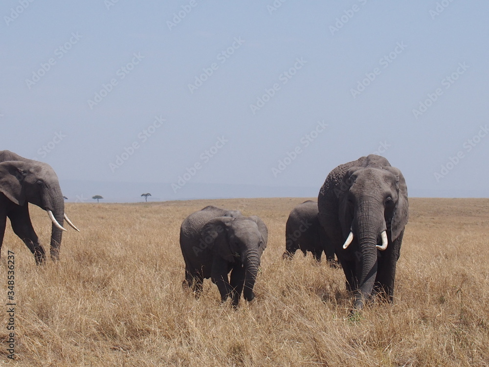 Fototapeta premium Elephant grazing and walking in the plains of Masai Mara National Reserve during a wildlife safari, Kenya
