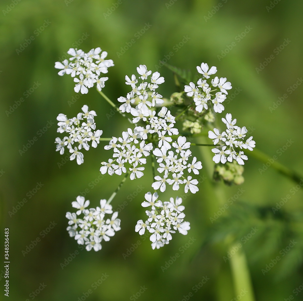 Inflorescence of small white flowers Inflorescence of small white flowers