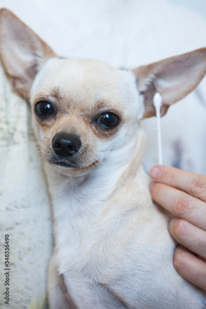 Cleaning the Dog s Ear.