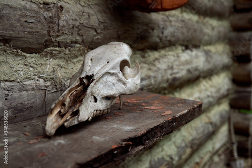 skull of herbivore on wooden gray wall background © Александр Гаврилычев