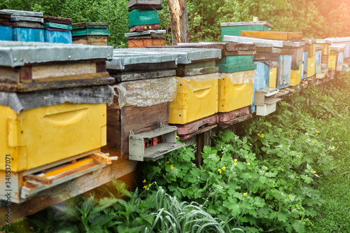 beehives with bees in the apiary on a background of green grass © Александр Гаврилычев