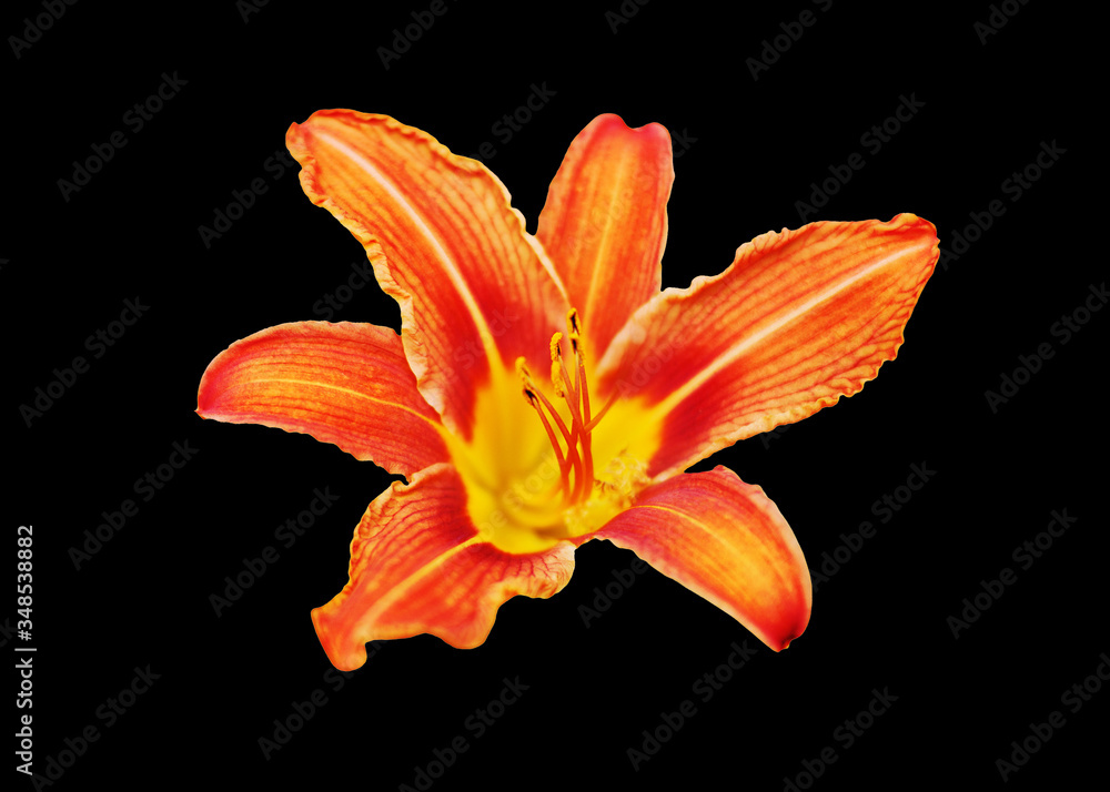Fototapeta premium Orange day lily flower black background isolated close up, red and yellow petals lilly, bright beautiful hippeastrum macro, colorful amaryllis flower head, daylily garden plant, floral design element