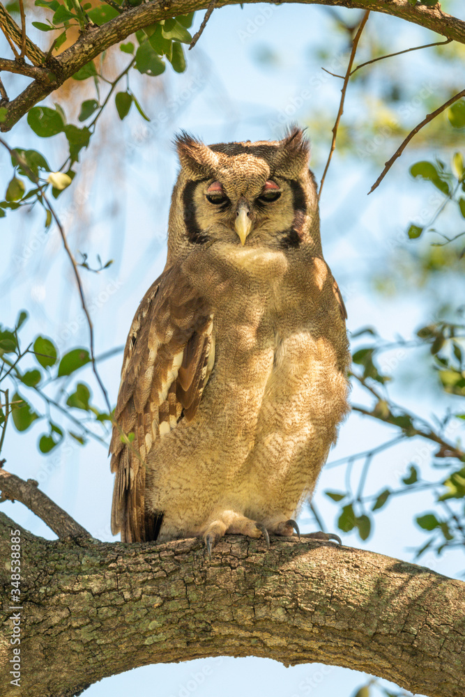 Verreaux eagle-owl on branch in dappled sunlight Verreaux eagle-owl on branch in dappled sunlight