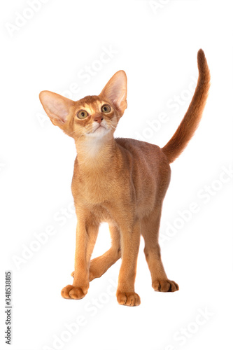 abissin cat Isolated on a white background.