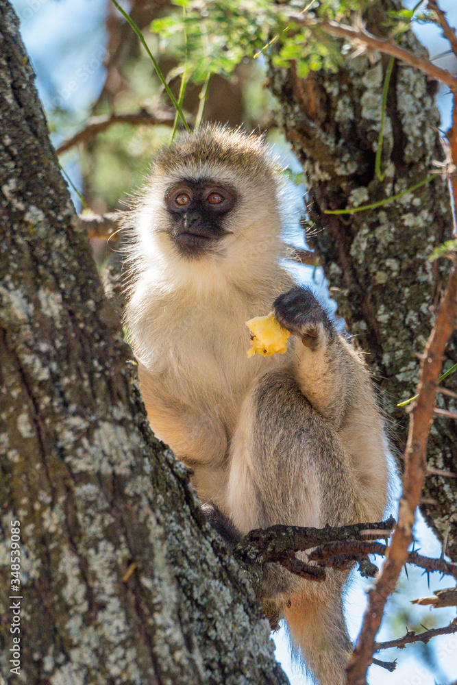 Obraz premium Vervet monkey eating apple core in tree